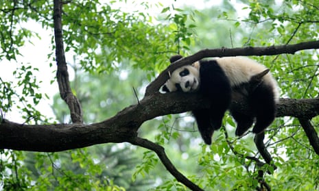 Giant panda rests on tree “panda kindergarten”, a refuge for baby pandas, inside Bifengxia giant panda base in Ya’an (Reuters)