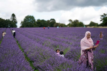 Adults and children walk among rows of lavender plants in a field.