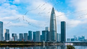 A flock of great cormorants flying over a city