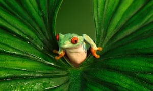 Red-eyed tree frog emerging from between the folds of a wet leaf