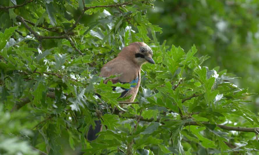 A jay in Bushy Park.