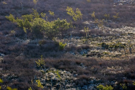Naturally spaced trees grown amongst the white tipped cottong grass an bilberry bushes