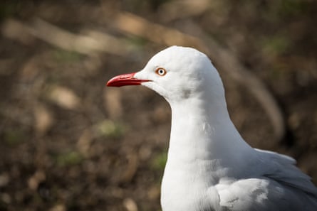A silver gull in Melbourne