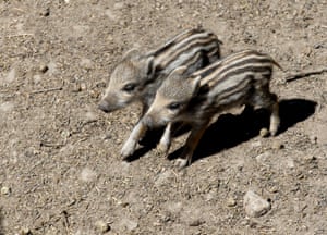 Dois jovens javalis são vistos no parque de vida selvagem da Baviera de Mehlmeisel, eles nasceram há 10 dias
