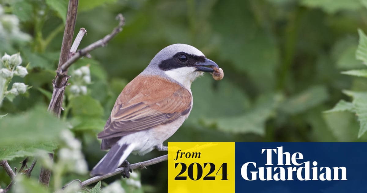 Where to See Migrating Birds UK: Top Spots for Birdwatchers