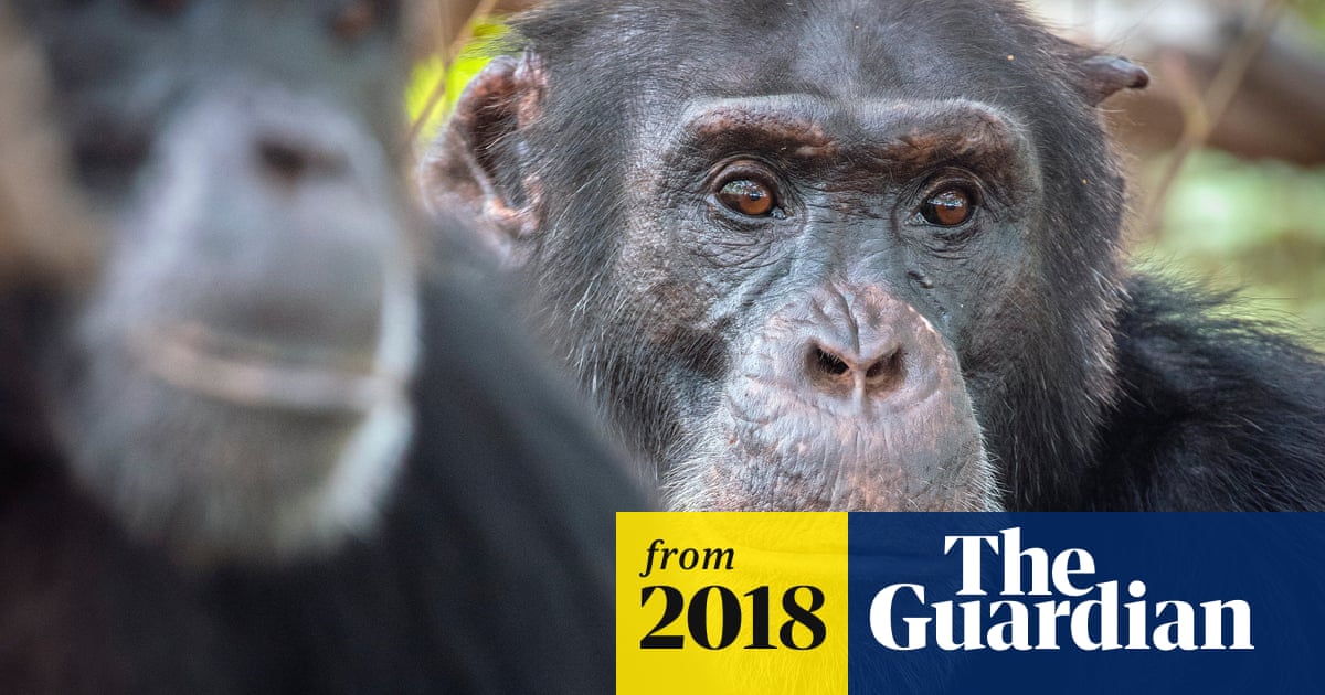 Dynasties: David Attenborough reminds us why the jungle is massive