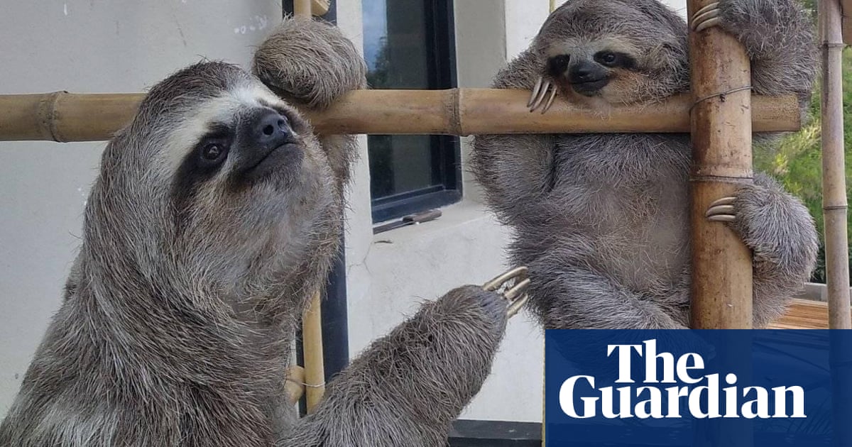 ‘So enigmatic’: injured sloth inspires rescue centre in Venezuela