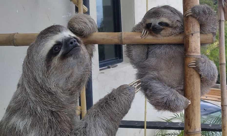Rescued sloths at the home of Haydee and Juan Carlos Rodriguez, San Antonio de Los Altos, near Caracas, Venezuela