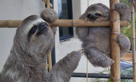 Rescued sloths at the home of Haydée and Juan Carlos Rodríguez, San Antonio de Los Altos, near Caracas, Venezuela