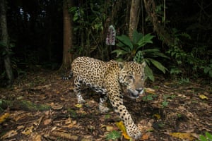 A remote camera captures an adult jaguar in Manu national park, Peru.