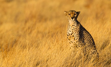 Keen on a Kenyan safari? Cheetah at Samburu national park.