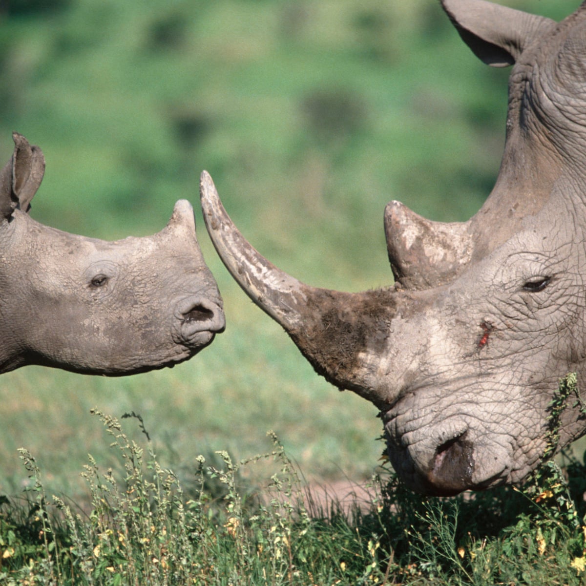 High Price Of Rhino Horn Leaves Bloody Trail Across The Globe