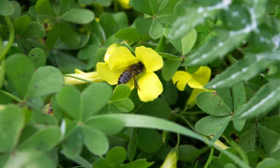 A Sicilian black bee sucks nectar from a sorrel flower.