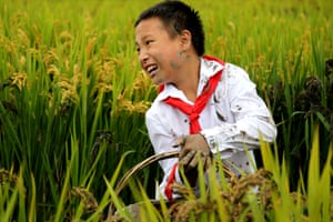 rice field
