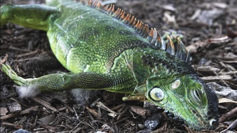 How Do Reptiles Survive in Cold Weather: Amazing Adaptations Explained