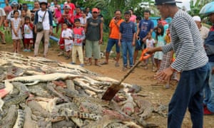 People look at crocodile carcasses in West Papua, Indonesia
