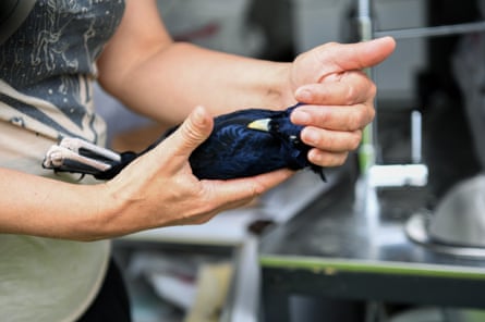 A woman carefully holds the body of a dead bird in one hand, her other hand supports its head. The bird is dark blue with pale legs and a yellow beak