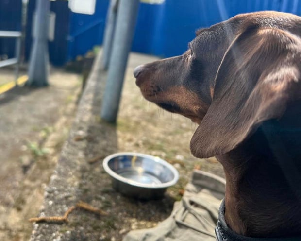 Willow looking into the mid-distance