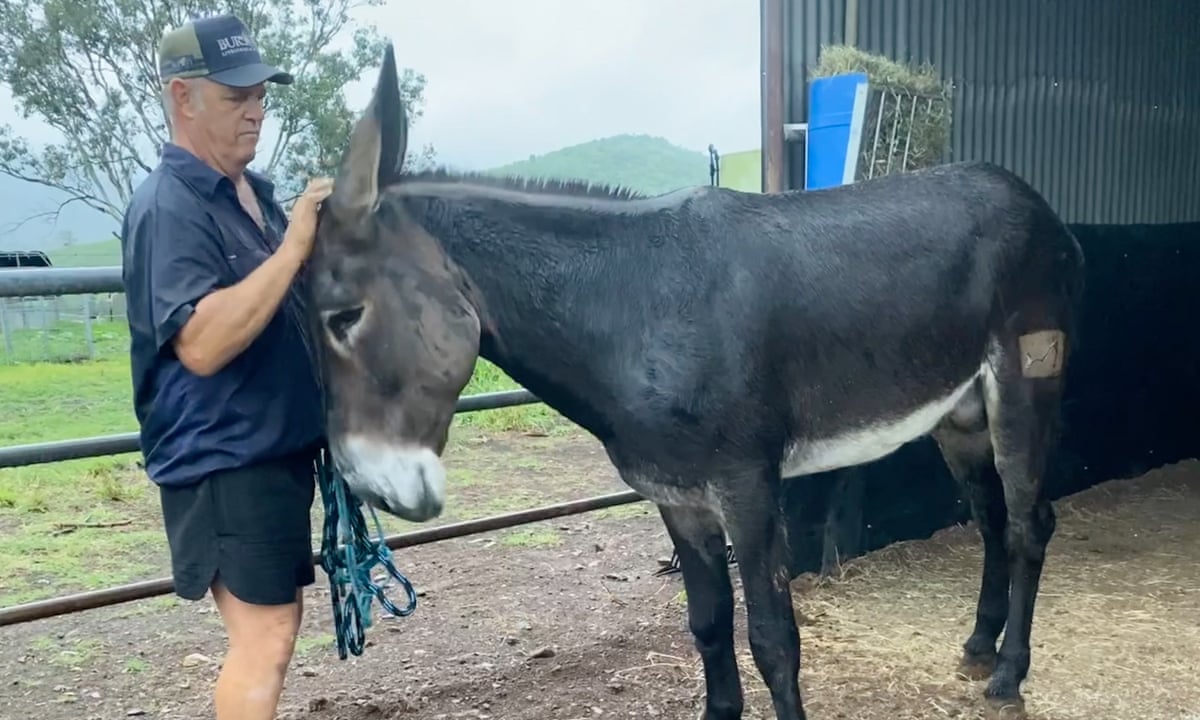 Harder Better Stronger Longer How One Australian S Love Of Mules Led Him To Import A Mammoth Donkey Animals The Guardian Harder Better Stronger Longer How One Australian S Love Of Mules Led Him To Import A Mammoth Donkey Animals The Guardian