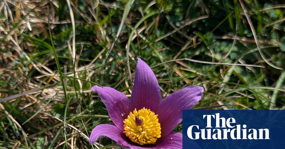 Country diary: The rise of the rare pasqueflower is my Easter miracle | Nic Wilson