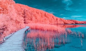 Living Coral Pantone S Colour Of The Year For 2019 Art And Living Coral Pantone S Colour Of The Year For 2019 Art And