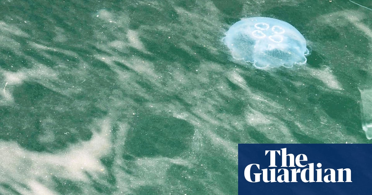 Swarm of jellyfish swimming in bioluminescence looks ‘magical’ – but it’s a warning sign | Tasmania Swarm of jellyfish swimming in bioluminescence looks ‘magical’ – but it’s a warning sign | Tasmania