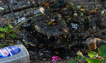 A caiman swims amidst rubbish in Canal das Taxas.