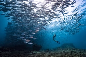 Free diver diving into a school of jackfish, at one of the most beautiful islands in the world, Sipadan, Malaysia