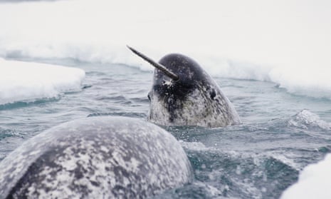 A narwhal, with its long tusk, surfaces in a small area of sea between ice floes as another narwhal dives