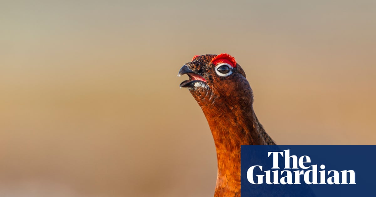 Inglorious Twelfth? Calls for grouse season to be banned to prevent wildfires and peatland damage