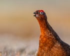Inglorious Twelfth? Calls for grouse season to be banned to prevent wildfires and peatland damage