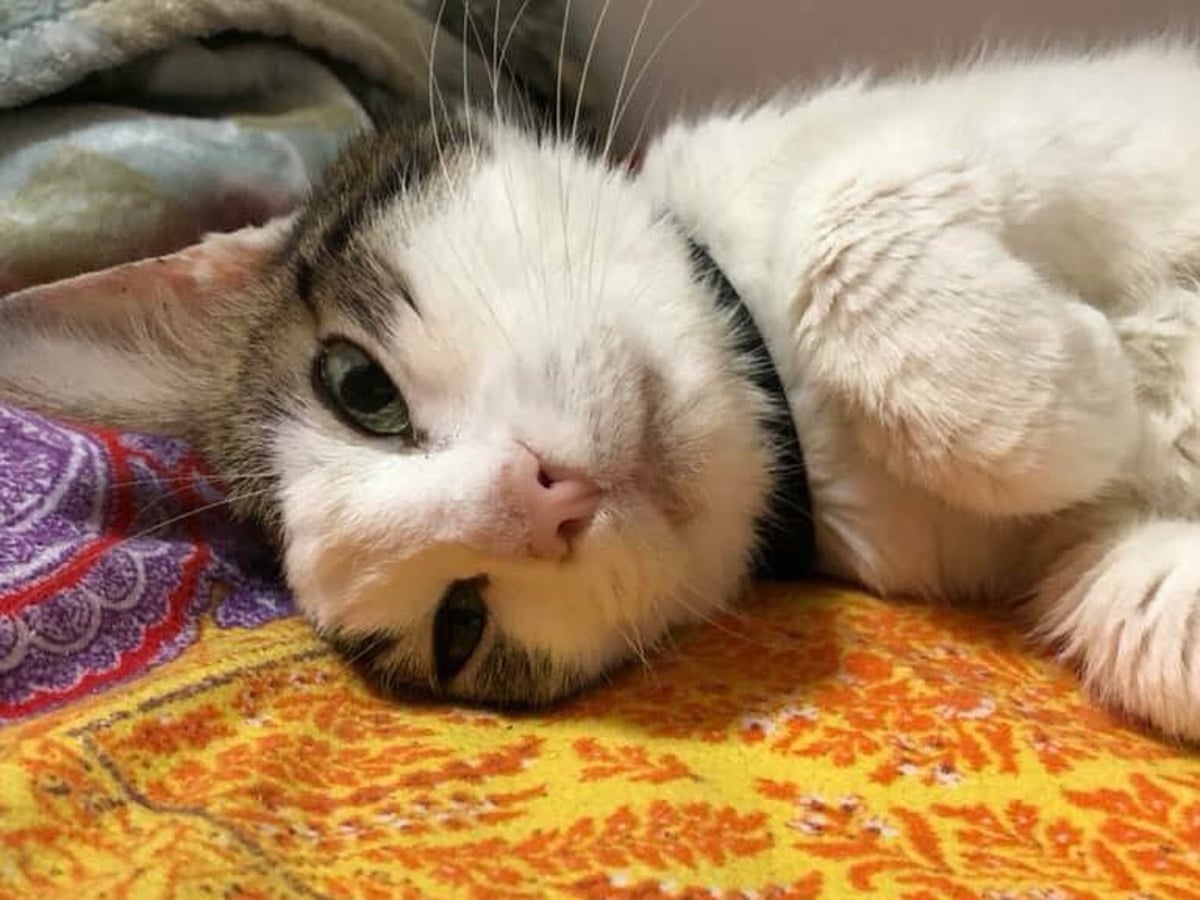 Six Of The Best Gadgets For Cats Goodbye Analogue Mog Hello Cyber Hepcat Gadgets The Guardian