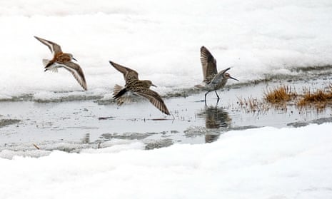 A Dunlin and Sandpipers search for food near Teshekpuk Lake, the largest in Arctic Alaska. 