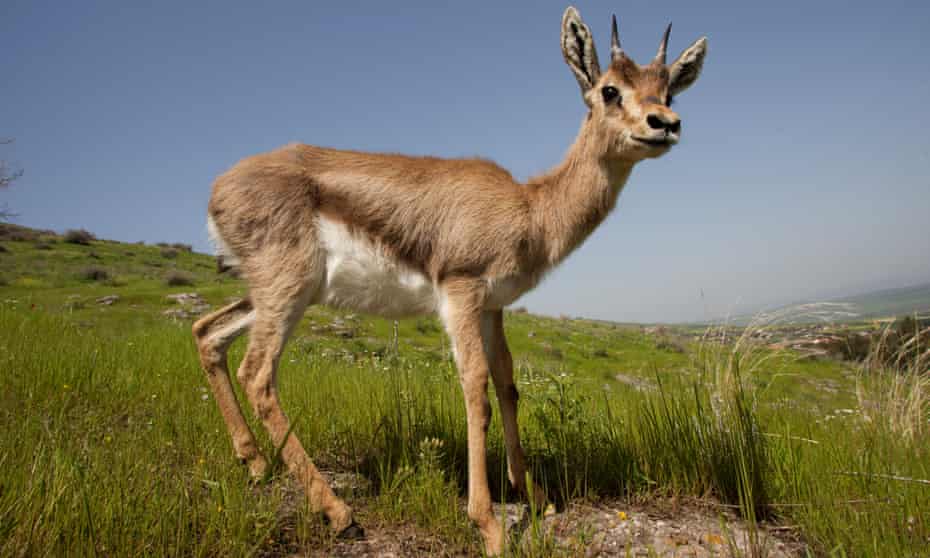 The Palestine mountain gazelle – under threat from loss of habitat, predation and collisions with road traffic.