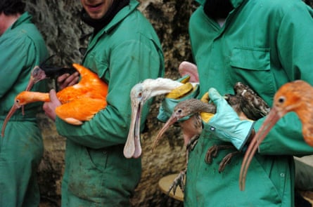 Four birds with long beaks – two orange, one white and one brown with white flecks – are held by people in green overalls