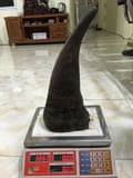 A rhino horn offered to EAL investigators