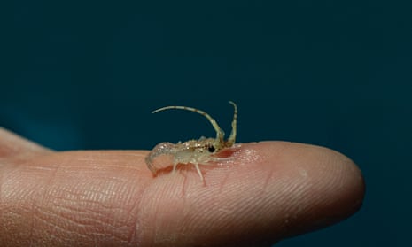 A juvenile spiny red lobster on a person's finger