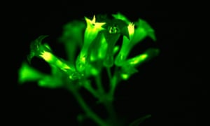 Glowing flowers.