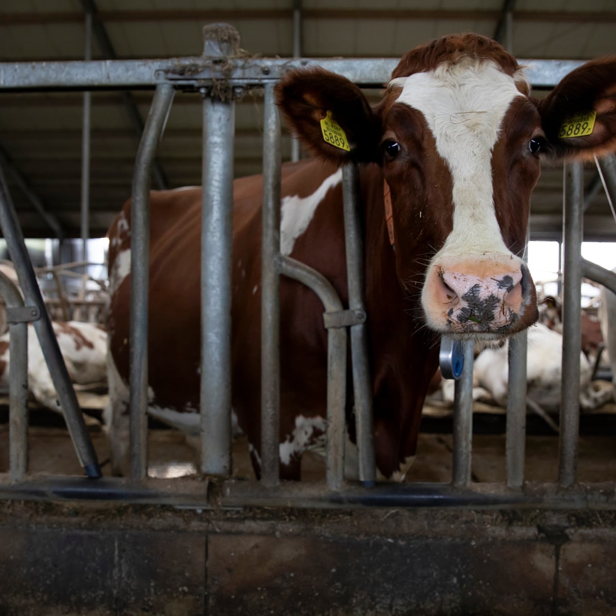 Netherlands announces €25bn plan to radically reduce livestock numbers |  Netherlands | The Guardian