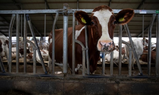 Netherlands radically reduce livestock numbers