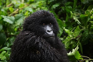 The mountain gorilla population now stands at more than 1,000.
