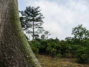 A lonely tree surrounded by cocoa in Marahoué national park, where most of the forest, formerly home to chimpanzees and other wildlife, has been cut down.