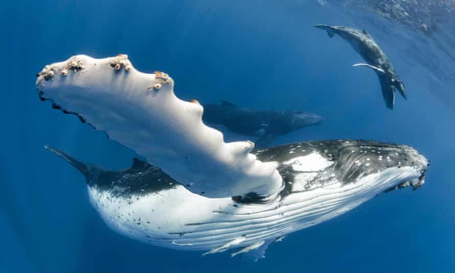 A humpback whale mother with her calf off the coast of Tonga. Whales use song to breed, navigate and communicate with their offspring.