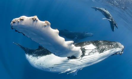 A humpback whale mother with her calf off the coast of Tonga. Whales use song to breed, navigate and communicate with their offspring.