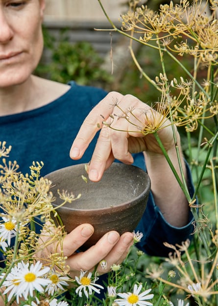 Alys collects fennel seeds for her kitchen.