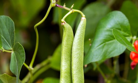 Runner beans on the plant