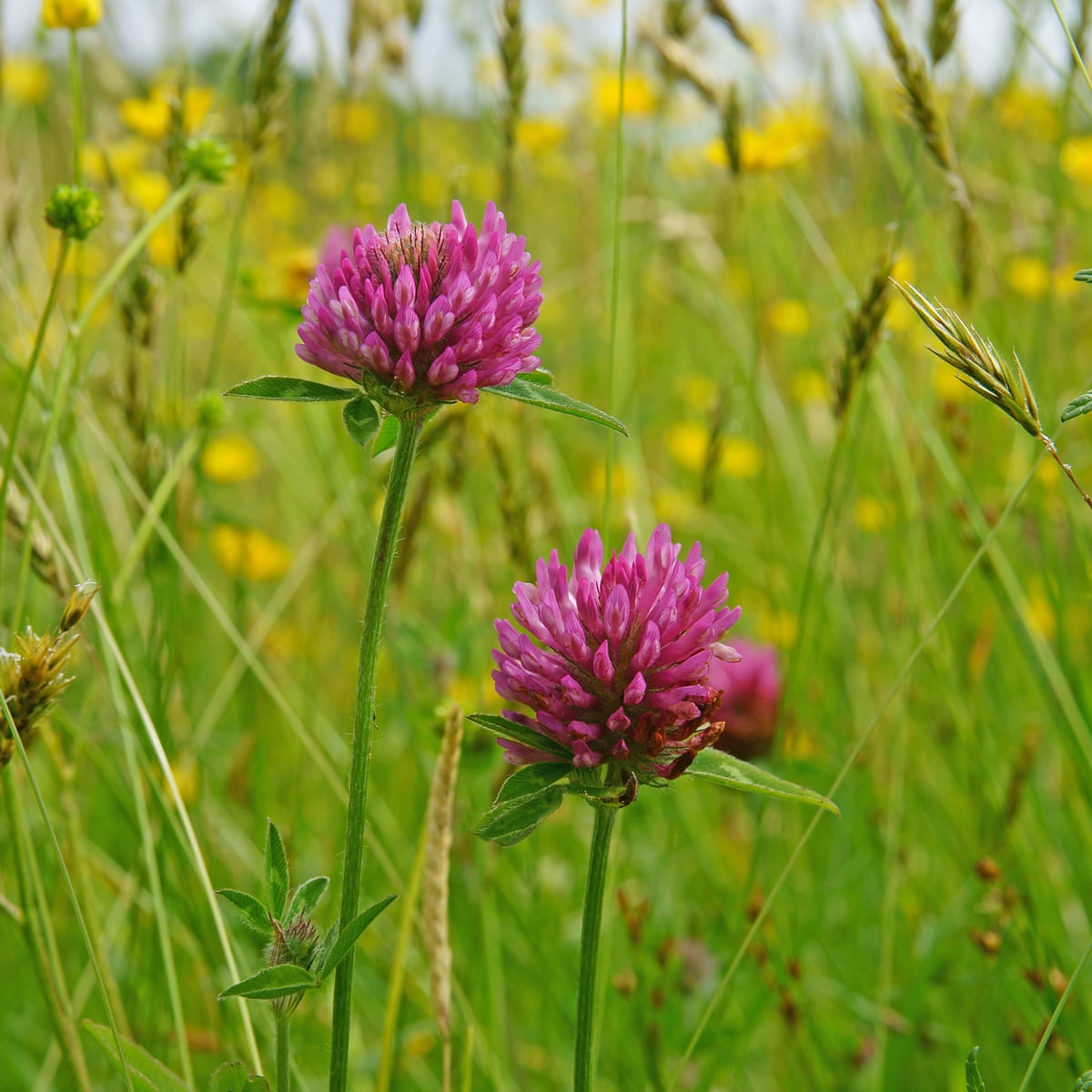 How to grow native red clover   Gardening advice   The Guardian