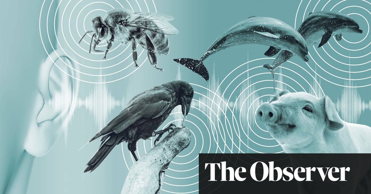 Can artificial intelligence really help us talk to the animals?