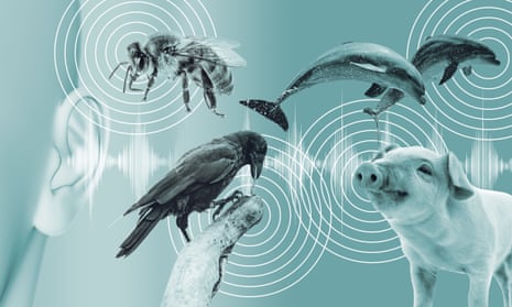 Observer design illustration of a human ear listening to a crow, dolphins, a pig and a honey bee