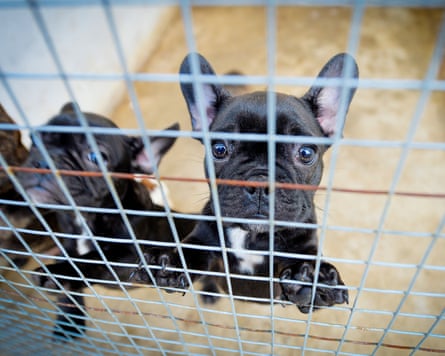 Two bulldog puppies press their face against the wire mesh of a cage